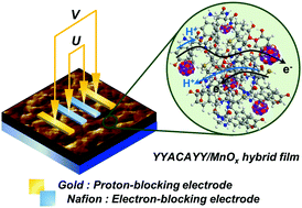 Graphical abstract: Quantitative analysis of the coupling between proton and electron transport in peptide/manganese oxide hybrid films