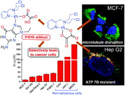 Graphical abstract: Oxamusplatin: a cytotoxic Pt(ii) complex of a nitrogen mustard with resistance to thiol based sequestration displays enhanced selectivity towards cancer