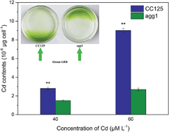 Graphical abstract: Sensitivity of Chlamydomonas reinhardtii to cadmium stress is associated with phototaxis