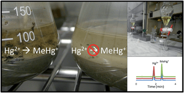 Graphical abstract: Emerging investigator series: mercury mobility and methylmercury formation in a contaminated agricultural flood plain: influence of flooding and manure addition