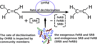 Graphical abstract: Impact of iron- and/or sulfate-reduction on a cis-1,2-dichloroethene and vinyl chloride respiring bacterial consortium: experiments and model-based interpretation