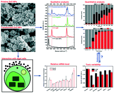 Graphical abstract: Study of the toxicity of ZnO nanoparticles to Chlorella sorokiniana under the influence of phosphate: spectroscopic quantification, photosynthetic efficiency and gene expression analysis
