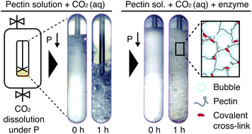 Graphical abstract: Enzymatic cross-linking of pectin in a high-pressure foaming process