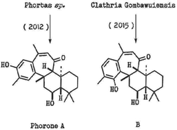 Graphical abstract: A biomimetic approach towards phorone sesterterpenoids