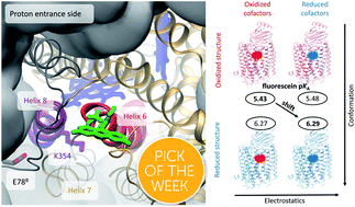 Graphical abstract: The redox-coupled proton-channel opening in cytochrome c oxidase