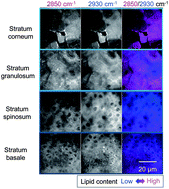 Graphical abstract: Raman microscopy for skin evaluation