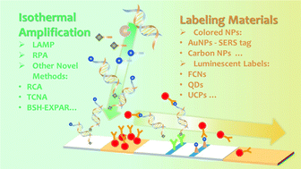 Graphical abstract: Rapid developments in lateral flow immunoassay for nucleic acid detection