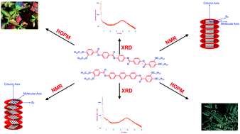 Graphical abstract: Strikingly different molecular organization and molecular order of tetracatenar mesogens in columnar mesophases revealed by XRD and 13C NMR