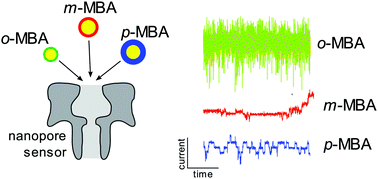 Graphical abstract: Biological nanopores elucidate the differences between isomers of mercaptobenzoic-capped gold clusters