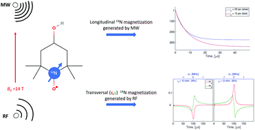 Graphical abstract: Simulation of nitrogen nuclear spin magnetization of liquid solved nitroxides