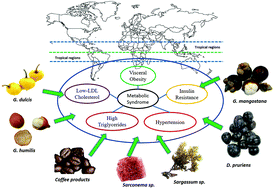 Graphical abstract: Tropical foods as functional foods for metabolic syndrome