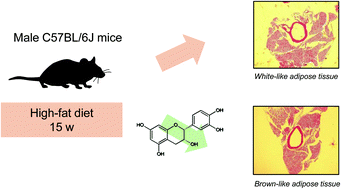Graphical abstract: (−)-Epicatechin protects thoracic aortic perivascular adipose tissue from whitening in high-fat fed mice