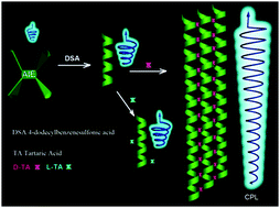 Graphical abstract: The largest CPL enhancement by further assembly of self-assembled superhelices based on the helical TPE macrocycle