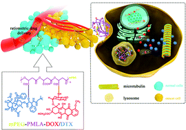 Graphical abstract: Ratiometric co-delivery of doxorubicin and docetaxel by covalently conjugating with mPEG-poly(β-malic acid) for enhanced synergistic breast tumor therapy