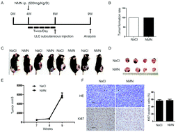 Graphical abstract: Effect of β-nicotinamide mononucleotide on tumor formation and growth in a lung cancer mouse model