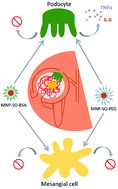 Graphical abstract: Surface coating determines the inflammatory potential of magnetite nanoparticles in murine renal podocytes and mesangial cells