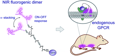 Graphical abstract: A near-infrared fluorogenic dimer enables background-free imaging of endogenous GPCRs in living mice