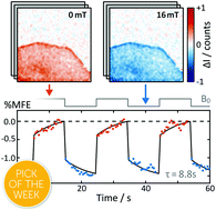 Graphical abstract: Detection of magnetic field effects by confocal microscopy