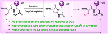 Graphical abstract: Peptide late-stage C(sp3)–H arylation by native asparagine assistance without exogenous directing groups