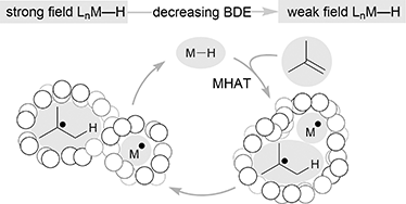 Graphical abstract: Catalytic hydrogen atom transfer to alkenes: a roadmap for metal hydrides and radicals