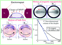 Graphical abstract: Field driven evaporation kinetics of a sessile ferrofluid droplet on a soft substrate