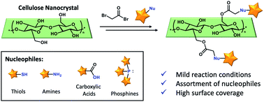 Graphical abstract: Modification of cellulose nanocrystal surface chemistry with diverse nucleophiles for materials integration