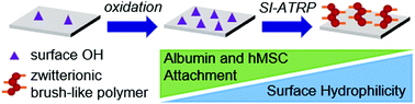 Graphical abstract: Controlled radical polymerization of hydrophilic and zwitterionic brush-like polymers from silk fibroin surfaces