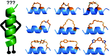 Graphical abstract: Landscaping macrocyclic peptides: stapling hDM2-binding peptides for helicity, protein affinity, proteolytic stability and cell uptake