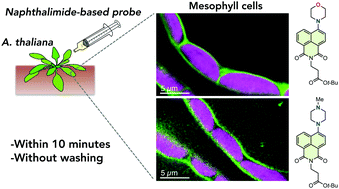 Graphical abstract: Development of 1,8-naphthalimide dyes for rapid imaging of subcellular compartments in plants