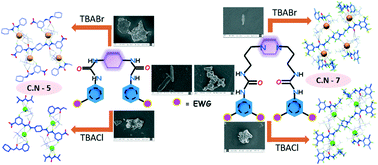 Graphical abstract: Exploring cyclohexane/piperazine-urea motifs for spherical halide (X = Cl−/Br−) recognition: effects on anion coordination, photoluminescence, and morphological tunability