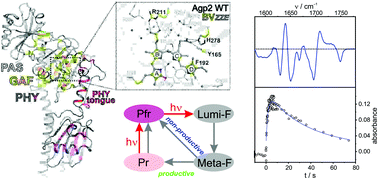Graphical abstract: Light- and temperature-dependent dynamics of chromophore and protein structural changes in bathy phytochrome Agp2