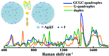 Graphical abstract: Revealing the effect of intramolecular interactions on DNA SERS detection: SERS capability for structural analysis