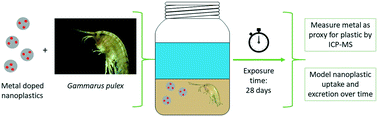 Graphical abstract: Metal-doping of nanoplastics enables accurate assessment of uptake and effects on Gammarus pulex