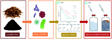Graphical abstract: Isolation and characterization of psychrotolerant denitrifying bacteria for improvement of nitrate removal in woodchip bioreactors treating agricultural drainage water at low temperature