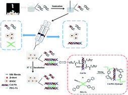 Graphical abstract: An in situ gelling BMSC-laden collagen/silk fibroin double network hydrogel for cartilage regeneration