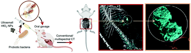 Graphical abstract: Hitchhiking probiotic vectors to deliver ultra-small hafnia nanoparticles for ‘Color’ gastrointestinal tract photon counting X-ray imaging