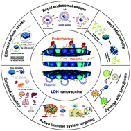 Graphical abstract: Two-dimensional layered double hydroxide nanoadjuvant: recent progress and future direction