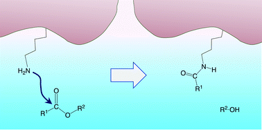 Graphical abstract: Mechanistic insights into lysine-targeting covalent inhibition through a theoretical study of ester aminolysis