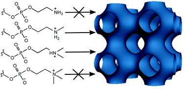 Graphical abstract: The effect of headgroup methylation on polymorphic phase behaviour in hydrated N-methylated phosphoethanolamine:palmitic acid membranes