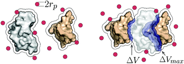 Graphical abstract: The role of complementary shape in protein dimerization