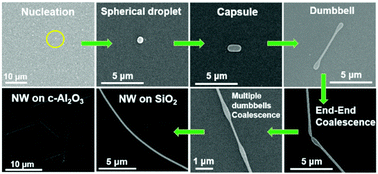 Graphical abstract: Mechanism of non-catalytic chemical vapor deposition growth of all-inorganic CsPbX3 (X = Br, Cl) nanowires