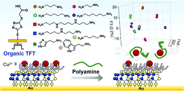 Graphical abstract: Detection of polyamines by an extended gate-type organic transistor functionalized with a carboxylate attached 1,3,4-thiadiazole derivative