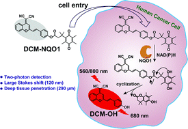 Graphical abstract: Design and synthesis of a deep tissue penetrating near-infrared two-photon fluorescence probe for the specific detection of NQO1