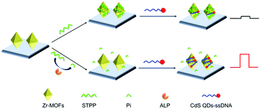 Graphical abstract: Controllable sensitization of Zr-MOFs by using CdS and its application for photoelectrochemical detection of alkaline phosphatase