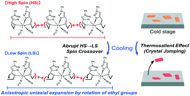 Graphical abstract: Thermosalience coupled to abrupt spin crossover with dynamic ligand motion in an iron(ii) molecular crystal