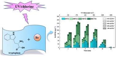 Graphical abstract: Disinfection of bromide-containing tryptophan water by UV/chlorine: brominated halonitromethane formation, impact factors, and pathways