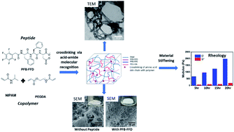 Graphical abstract: Supramolecular polymer/peptide hybrid hydrogels with tunable stiffness mediated by interchain acid-amide hydrogen bonds