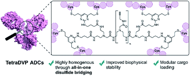 Graphical abstract: All-in-one disulfide bridging enables the generation of antibody conjugates with modular cargo loading