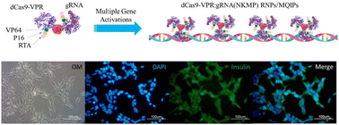 Graphical abstract: Nanoparticle-mediated CRISPR/dCas9a activation of multiple transcription factors to engineer insulin-producing cells