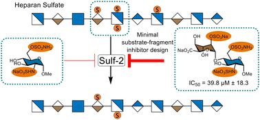 Graphical abstract: Modified minimal-size fragments of heparan sulfate as inhibitors of endosulfatase-2 (Sulf-2)